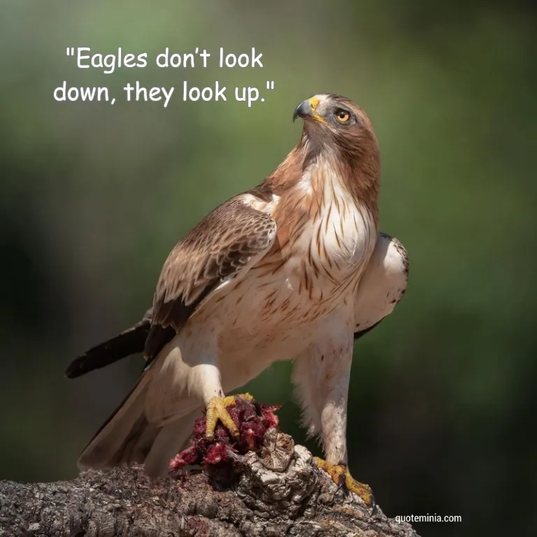 Short Eagle Quote Image