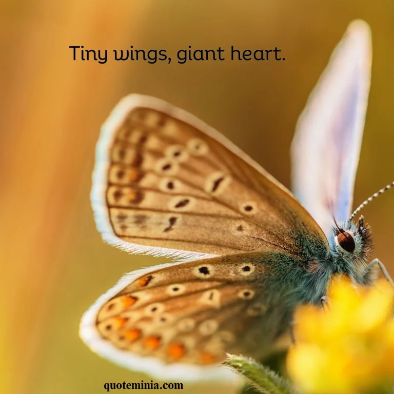 Short Butterfly Quote With Image 3