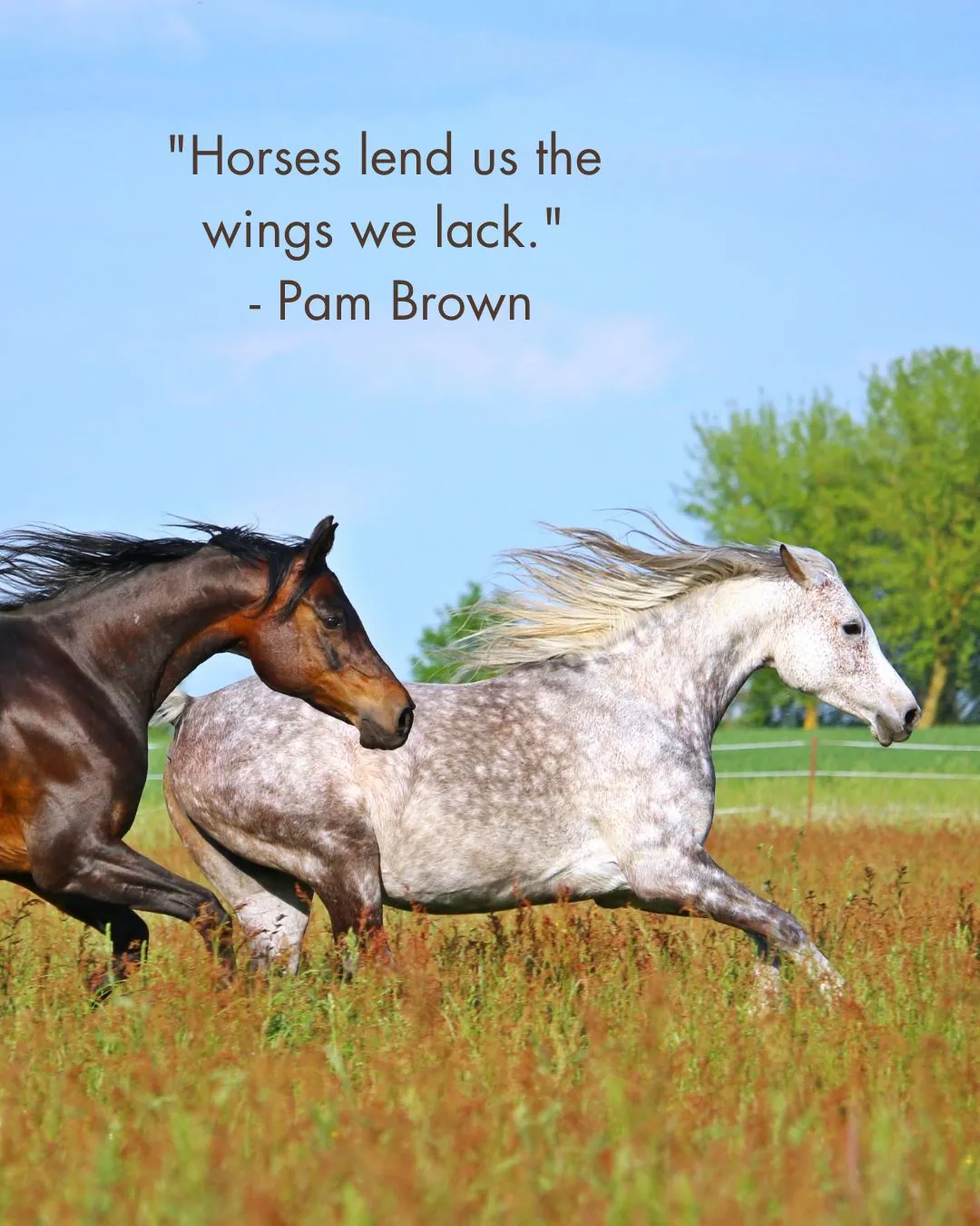 Famous Horse Quotes