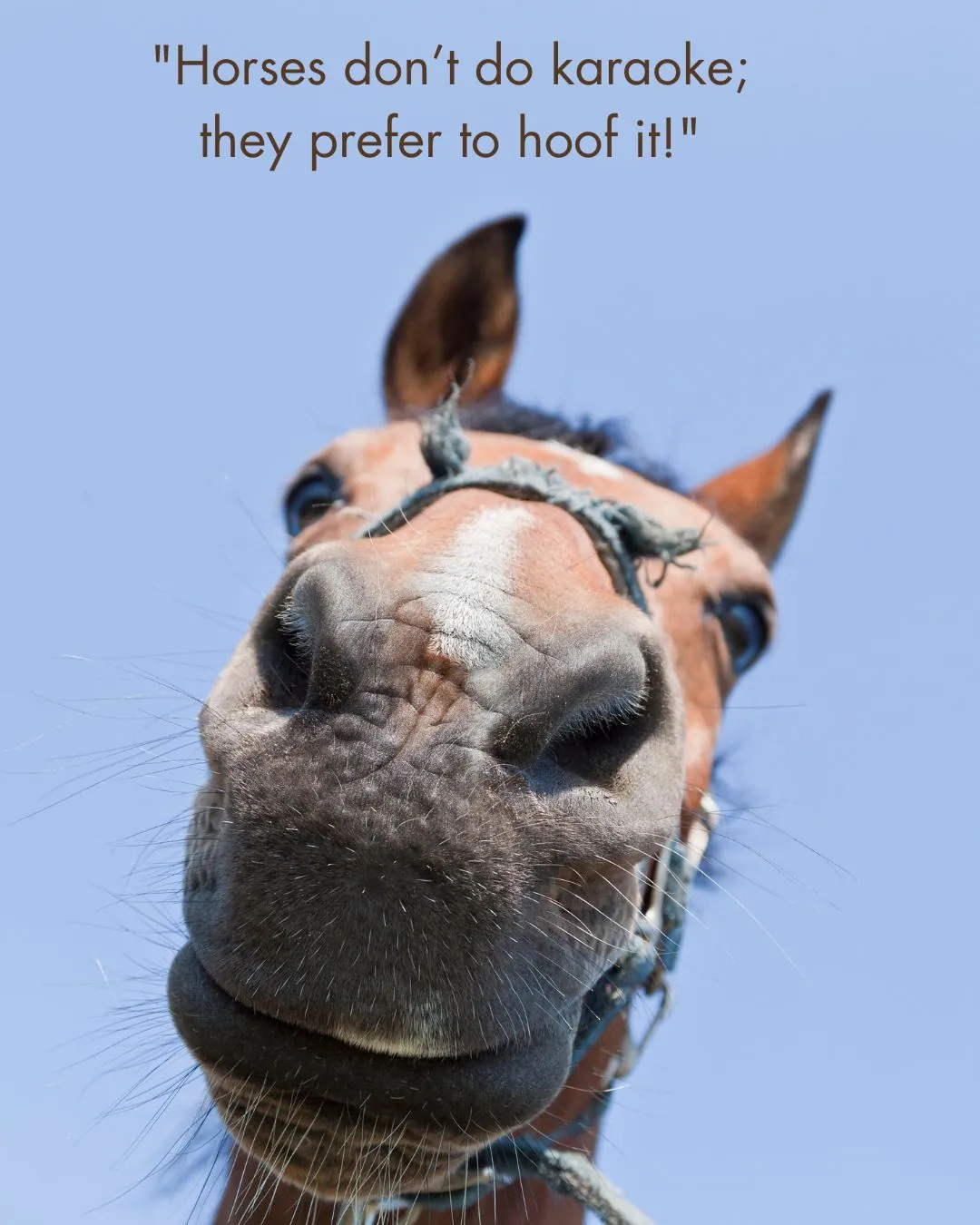 Funny Horse Quotes 1
