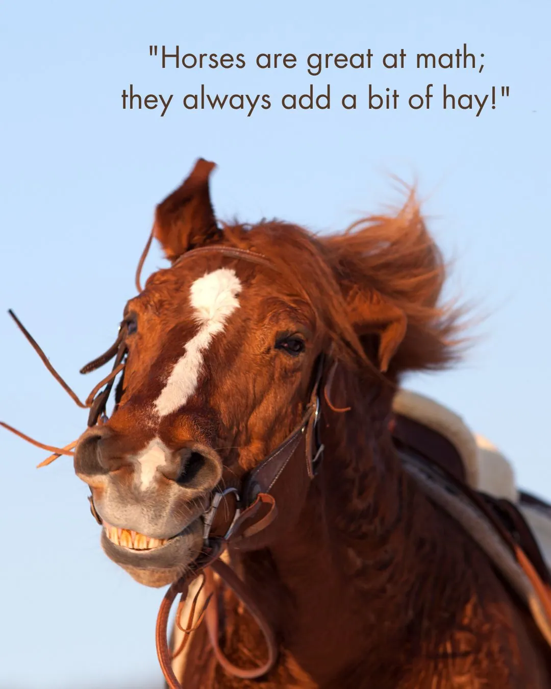 Funny Horse Quotes