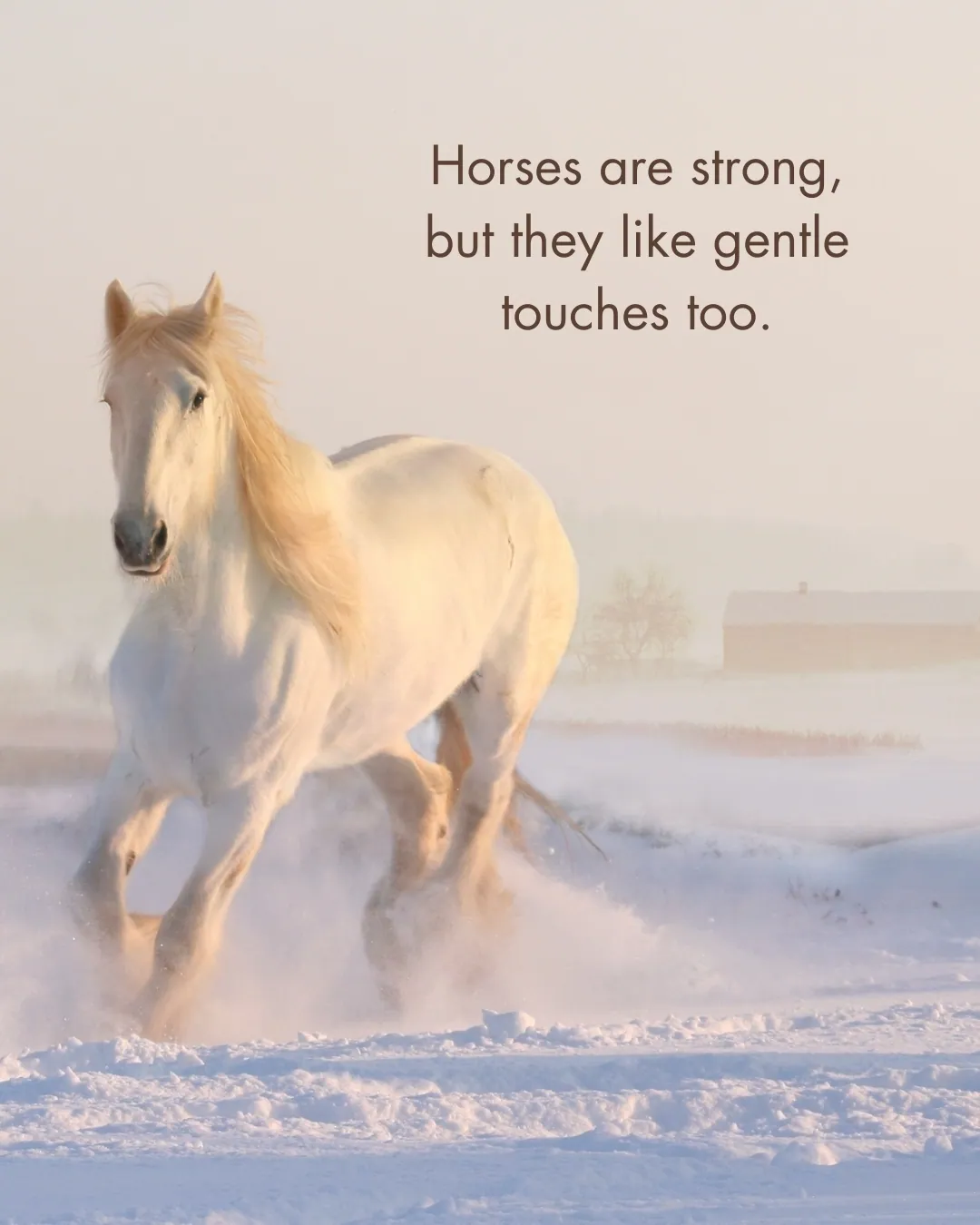 Horse Quotes 1