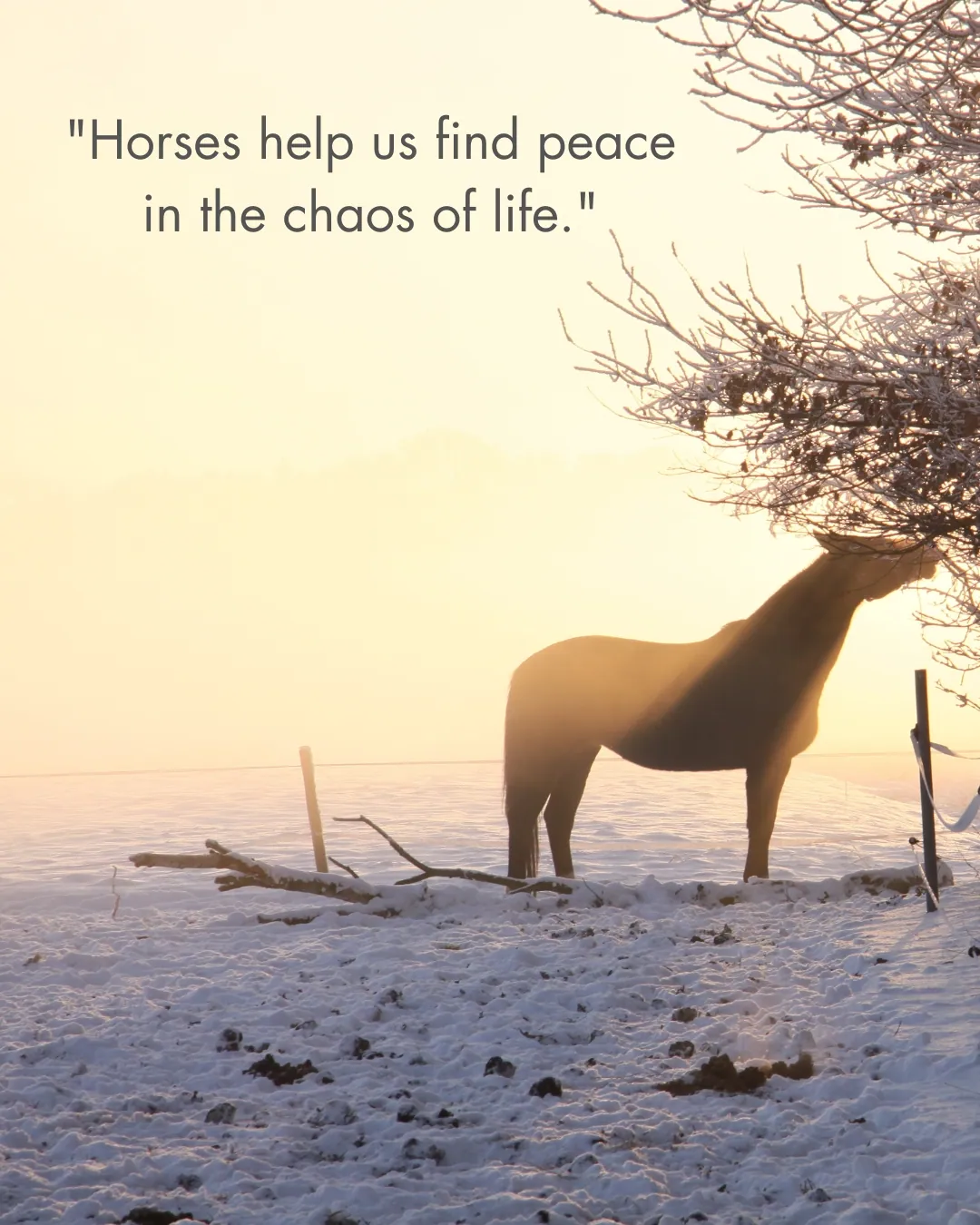 Horse Quotes About Life 1