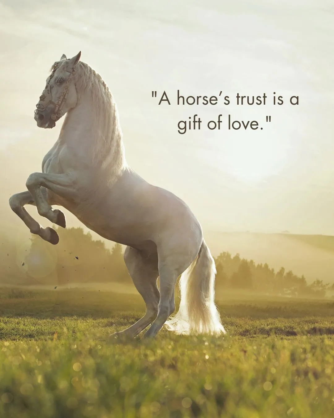 Horse Quotes Love 1