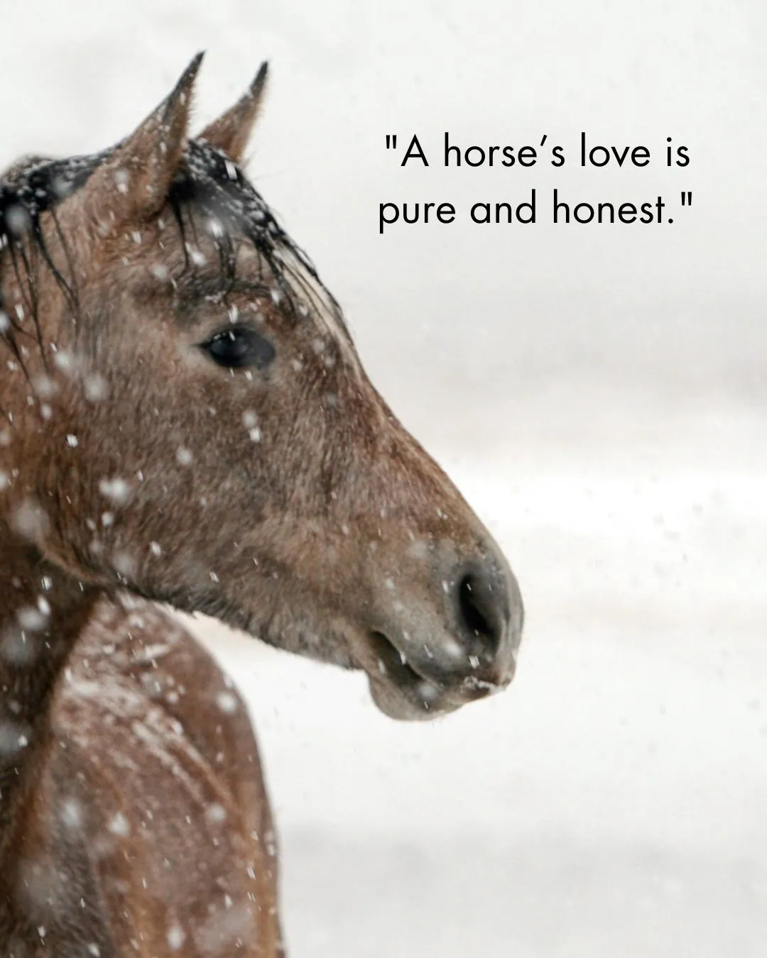 Horse Quotes Love