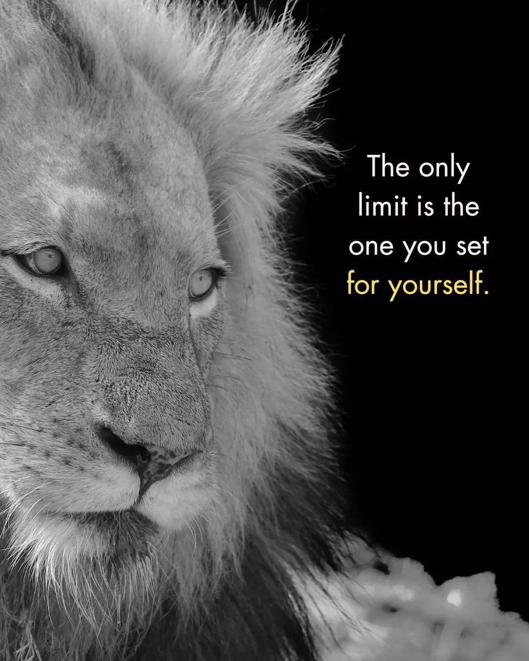 180+ Inspiring Lion Quotes to Motivate and Lead