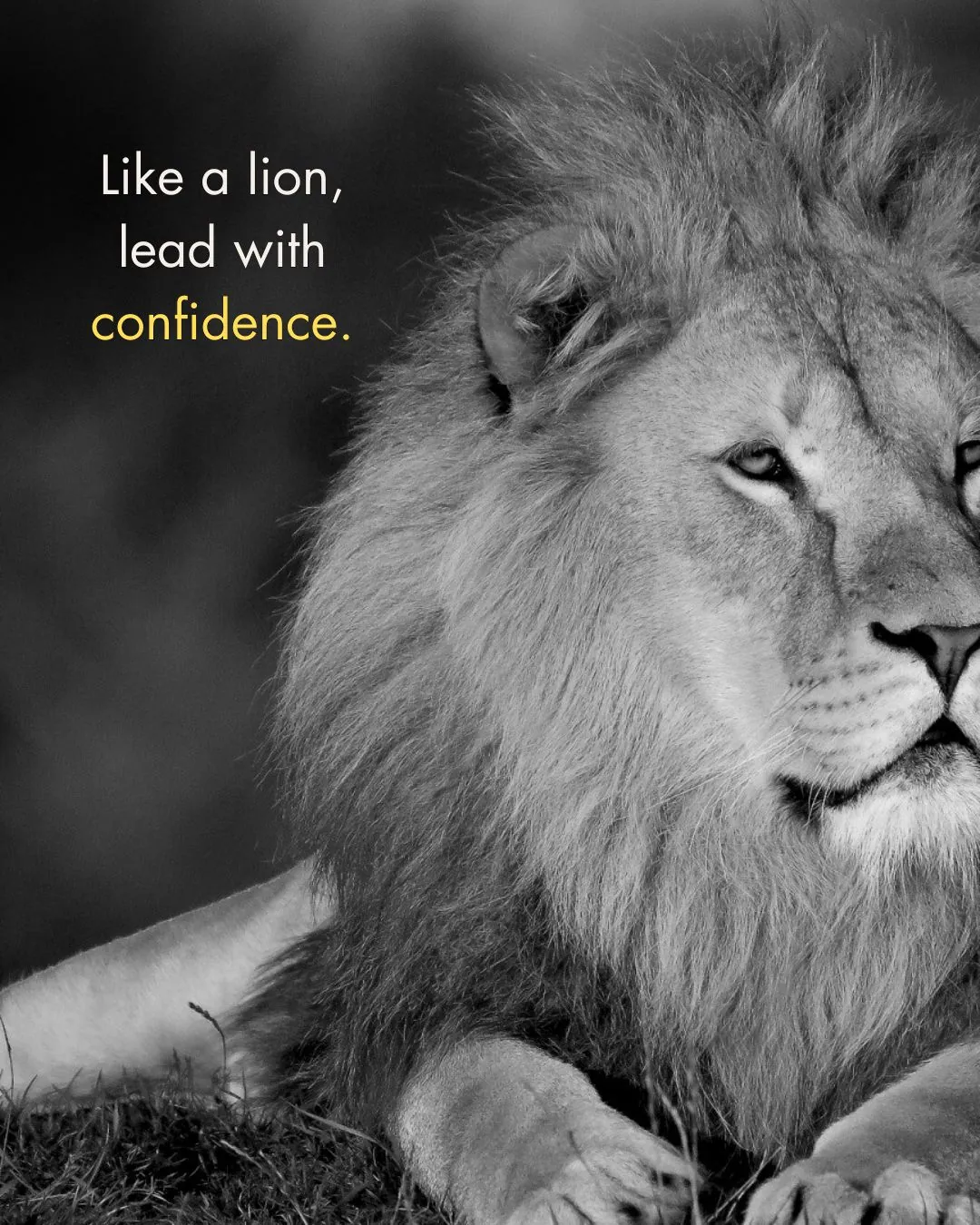 180+ Inspiring Lion Quotes to Motivate and Lead