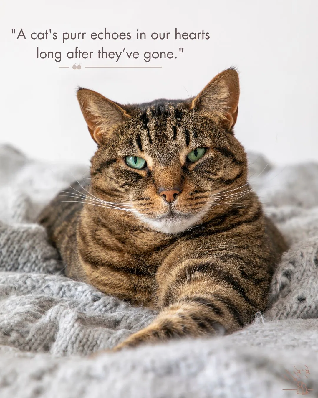 Pet Loss Quotes for Cat Image (1)