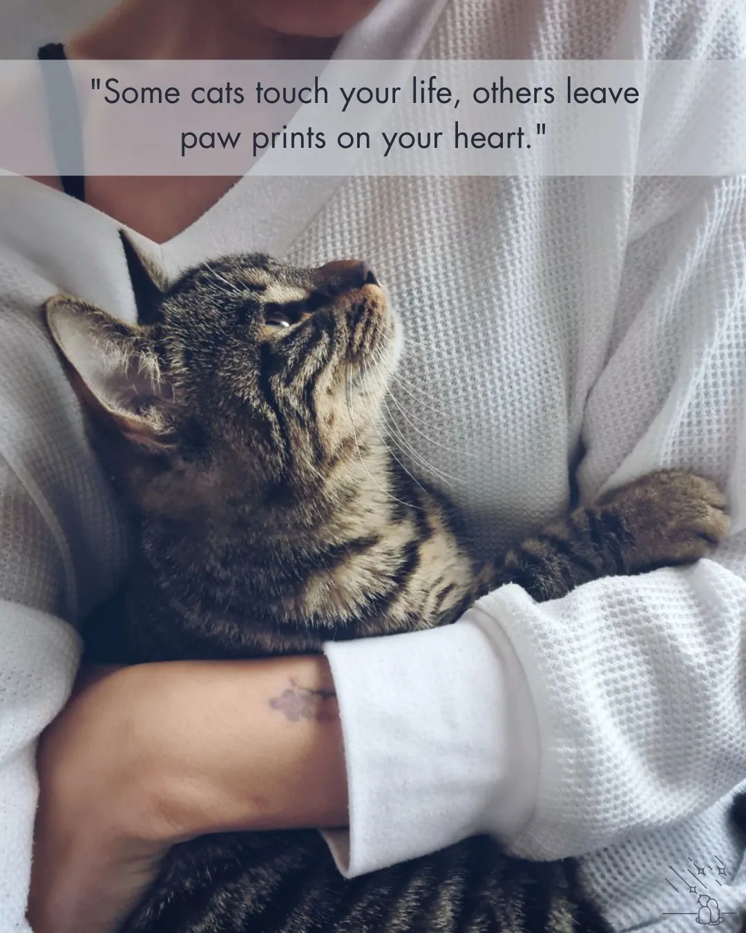 Pet Loss Quotes for Cat Image